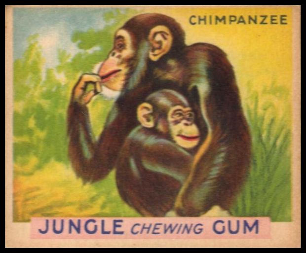 4 Chimpanzee